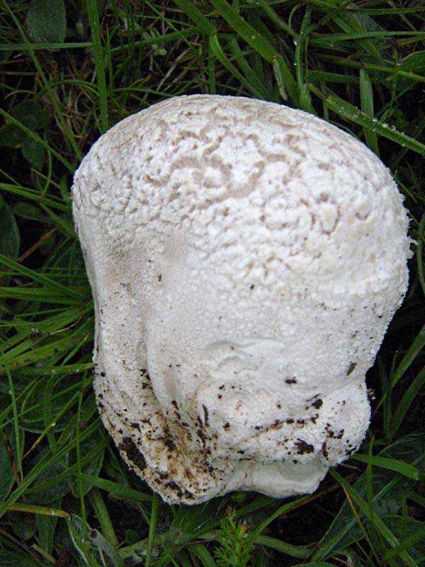 Primi due funghi Abruzzo quota  1400 circa m slm